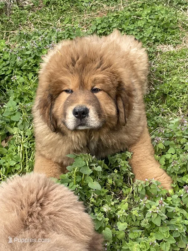 little red – Tibetan Mastiff puppy for sale in Glasgow, KY