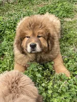 little red, a male Tibetan Mastiff for sale in Glasgow, KY – Photo 1 of 3