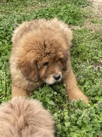 little red, a male Tibetan Mastiff for sale in Glasgow, KY – Photo 2 of 3