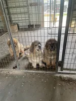 little red, a male Tibetan Mastiff for sale in Glasgow, KY – Photo 3 of 3