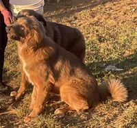 Ceba, a female Tibetan Mastiff for sale in Glasgow, KY – Photo 6 of 10