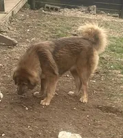 Ceba, a female Tibetan Mastiff for sale in Glasgow, KY – Photo 2 of 10