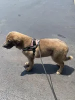 Ceba, a female Tibetan Mastiff for sale in Glasgow, KY – Photo 10 of 10