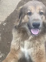 Ceba, a female Tibetan Mastiff for sale in Glasgow, KY – Photo 3 of 10
