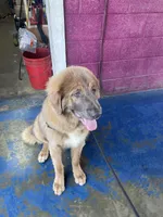 Ceba, a female Tibetan Mastiff for sale in Glasgow, KY – Photo 8 of 10
