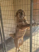 Ceba, a female Tibetan Mastiff for sale in Glasgow, KY – Photo 4 of 10