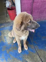 Ceba, a female Tibetan Mastiff for sale in Glasgow, KY – Photo 5 of 10