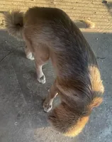Ceba, a female Tibetan Mastiff for sale in Glasgow, KY – Photo 7 of 10
