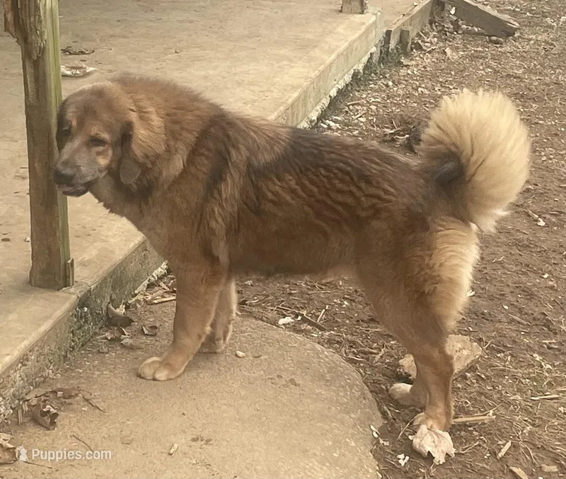 Ceba – Tibetan Mastiff puppy for sale in Glasgow, KY