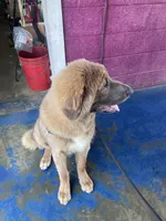 Ceba, a female Tibetan Mastiff for sale in Glasgow, KY – Photo 9 of 10