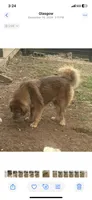 Ceba, a female Tibetan Mastiff for sale in Glasgow, KY – 3 of 3