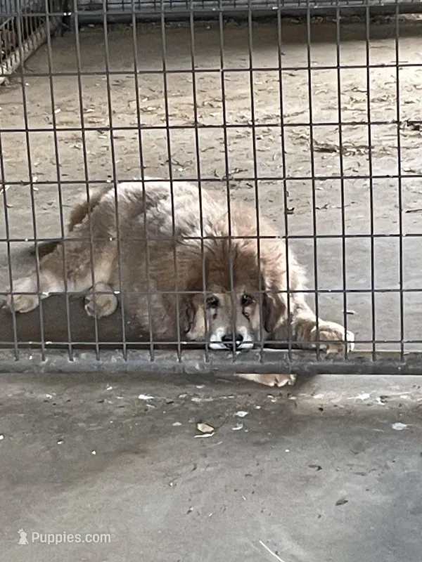 girl, a female Tibetan Mastiff for sale in Glasgow, KY – Photo 1 of 5