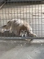 girl, a female Tibetan Mastiff for sale in Glasgow, KY – Photo 1 of 5