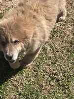 girl, a female Tibetan Mastiff for sale in Glasgow, KY – Photo 3 of 5