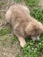 girl, a female Tibetan Mastiff for sale in Glasgow, KY – Photo 4 of 5