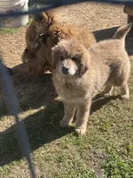 girl, a female Tibetan Mastiff for sale in Glasgow, KY – Photo 5 of 5