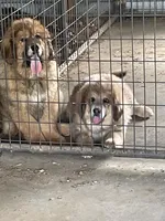 girl, a female Tibetan Mastiff for sale in Glasgow, KY – Photo 2 of 5