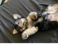 Buddy, a male Yorkshire Terrier for sale in Burbank, CA – 2 of 5
