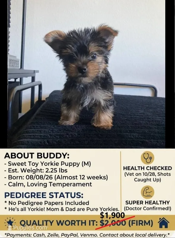 Buddy – Yorkshire Terrier puppy for sale in Burbank, CA