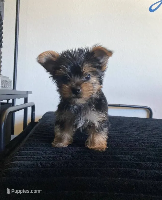 Buddy – Yorkshire Terrier puppy for sale in Burbank, CA