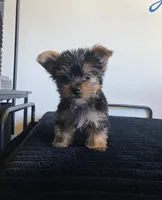 Buddy, a male Yorkshire Terrier for sale in Burbank, CA – 1 of 5