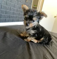 Buddy, a male Yorkshire Terrier for sale in Burbank, CA – 3 of 5