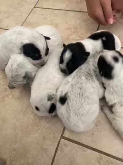 Facility video