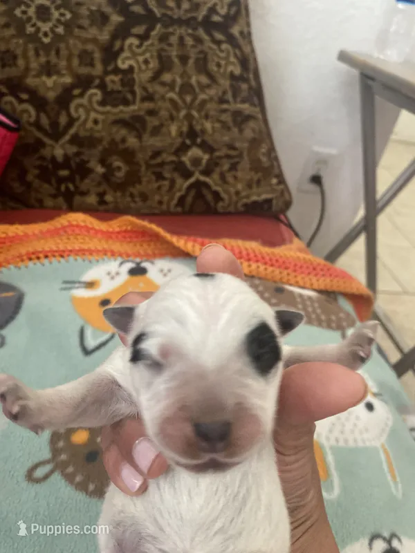 Luna – Australian Cattle Dog puppy for sale in Dallas, TX
