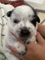 Nova, a female Australian Cattle Dog for sale in Dallas, TX – 4 of 9