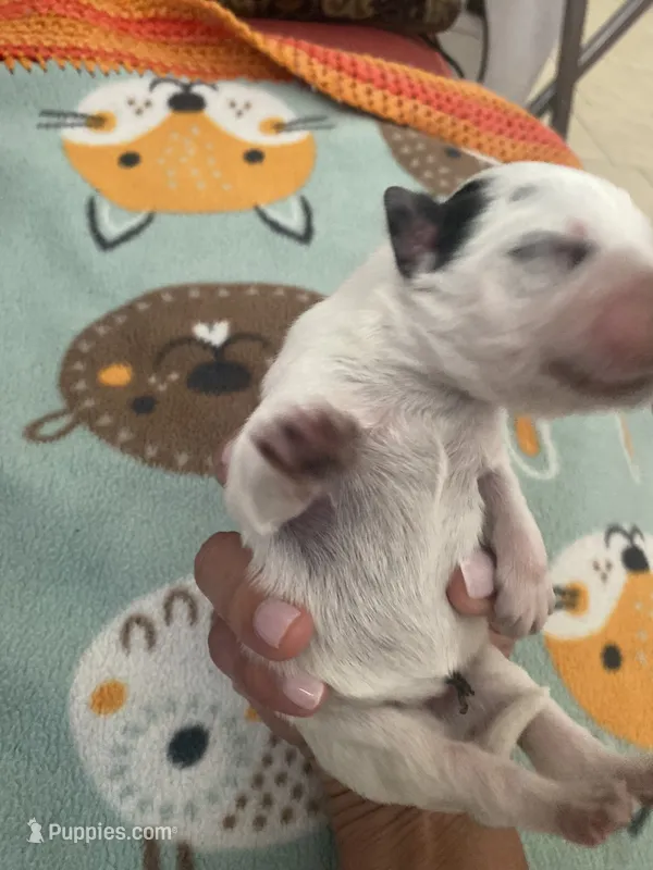 Nova – Australian Cattle Dog puppy for sale in Dallas, TX