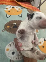 Nova, a female Australian Cattle Dog for sale in Dallas, TX – 1 of 3