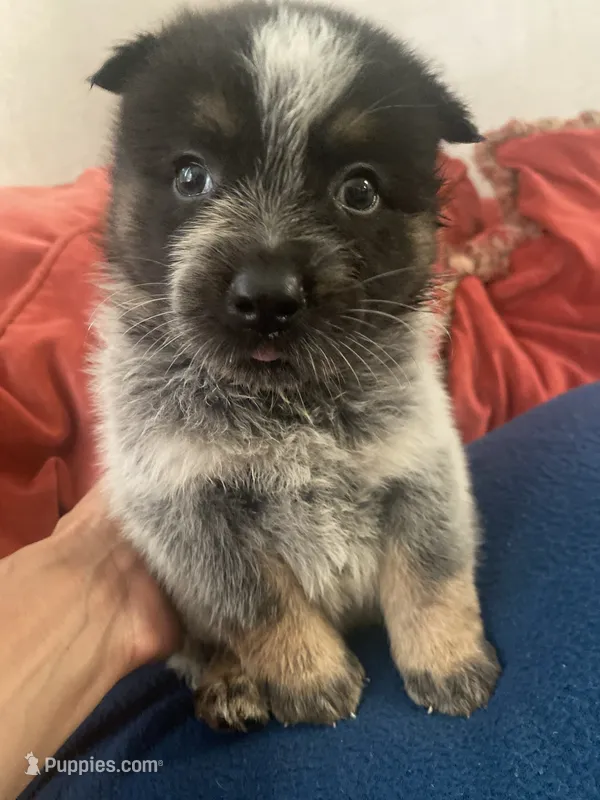 Pluto – Australian Cattle Dog puppy for sale in Dallas, TX