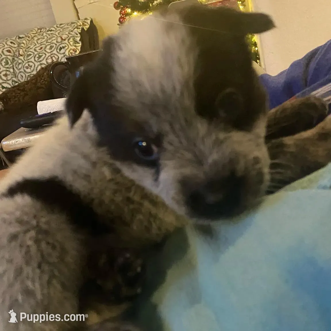 Jimmy – Australian Cattle Dog puppy for sale in Dallas, TX