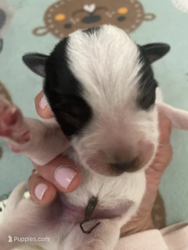Spanky – Australian Cattle Dog puppy for sale in Dallas, TX