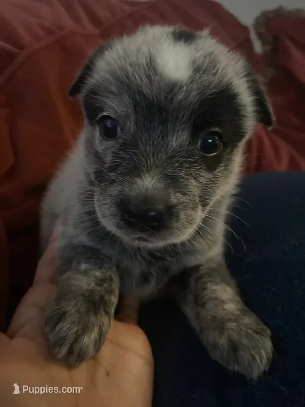 Luna – Australian Cattle Dog puppy for sale in Dallas, TX