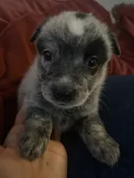 Luna, a female Australian Cattle Dog for sale in Dallas, TX – 1 of 9