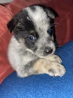 Spanky, a male Australian Cattle Dog for sale in Dallas, TX – 2 of 9