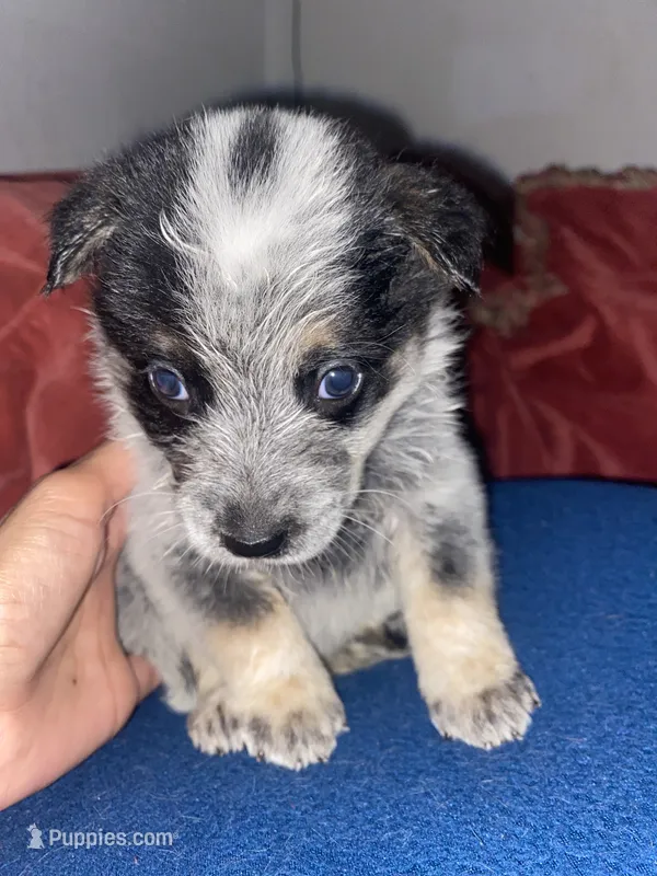 Spanky – Australian Cattle Dog puppy for sale in Dallas, TX