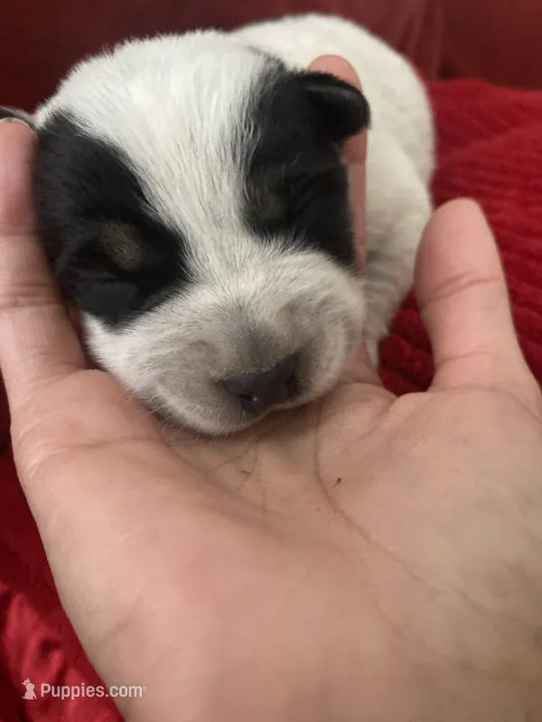 Odie – Australian Cattle Dog puppy for sale in Dallas, TX