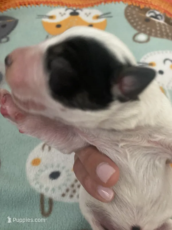 Odie – Australian Cattle Dog puppy for sale in Dallas, TX