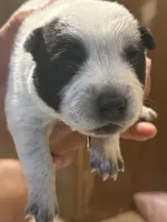 processed/368efe07-9ceb-432c-93d1-e893df915b21/listing/3667f32f-7b7f-4f24-ad44-d99527b00068/7550a1bd-edfc-48a3-9bc3-bdfcef4156f9