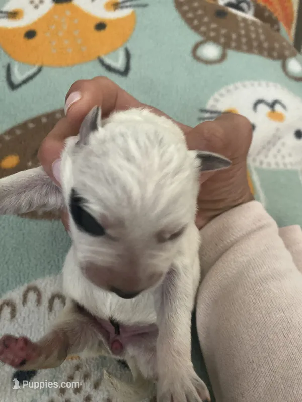 Cleo – Australian Cattle Dog puppy for sale in Dallas, TX