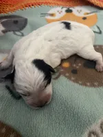 Nova, a female Australian Cattle Dog for sale in Dallas, TX – 2 of 3