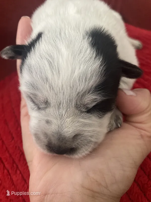 Nova – Australian Cattle Dog puppy for sale in Dallas, TX