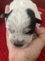 Nova, a female Australian Cattle Dog for sale in Dallas, TX – 7 of 9