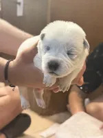 processed/368efe07-9ceb-432c-93d1-e893df915b21/listing/6b92f790-28a1-4f6d-8a5d-6e892f256c69/42c55316-09da-46a6-a643-4e23de4af2fc