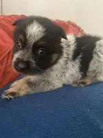 Pluto, a male Australian Cattle Dog for sale in Dallas, TX – 3 of 9