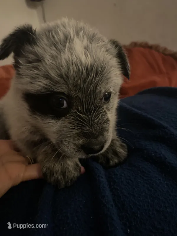 Cleo – Australian Cattle Dog puppy for sale in Dallas, TX