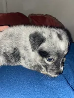 Luna, a female Australian Cattle Dog for sale in Dallas, TX – 3 of 9