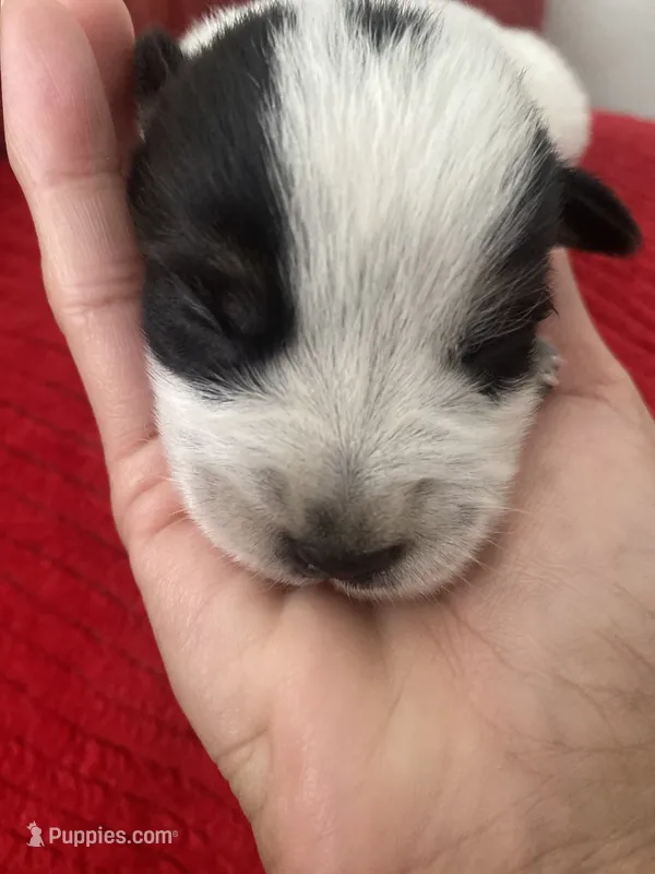 Spanky – Australian Cattle Dog puppy for sale in Dallas, TX
